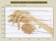 Graf vývoja cien pšenice na svetových trhoch