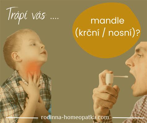 Ilustrácia správneho rezu mandle trojlaločnej po odkvitnutí