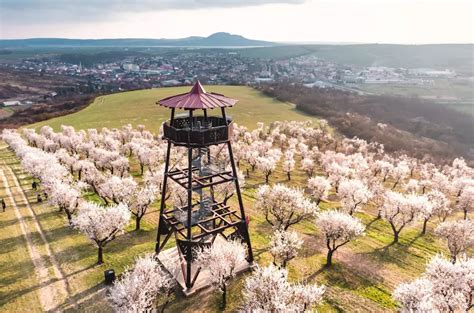 Slnečné mandľovníkové sady