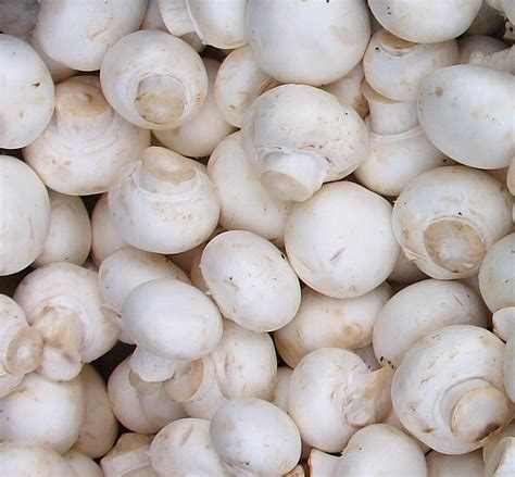 Šampiňóny Agaricus bisporus