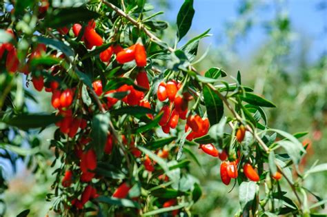 Plody Goji