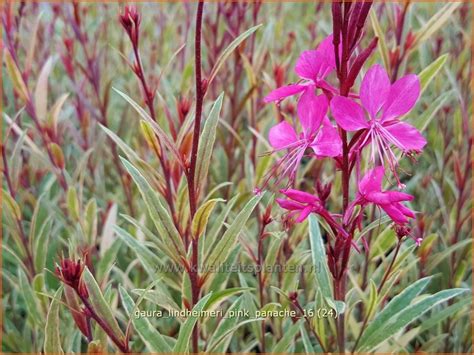 Ružové kvety Gaura lindheimerii 'Pink Panache' v záhrade