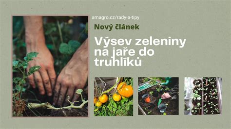 Výsev fazule do kvetináča s vyznačenou hĺbkou
