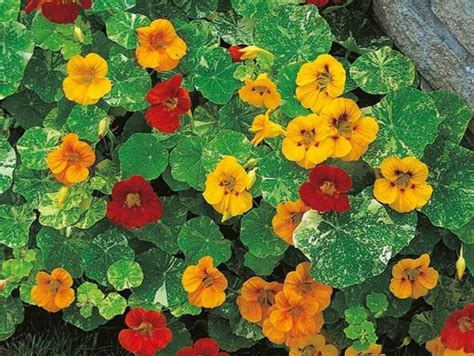 Detail listov a kvetov kapucínky väčšej