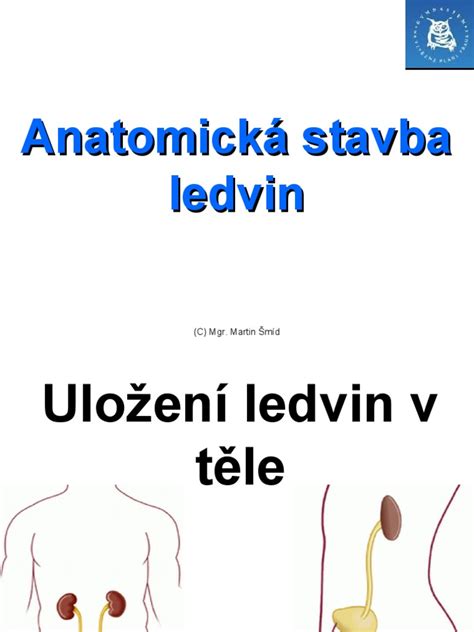 Anatomická stavba samca a samice cicavcov