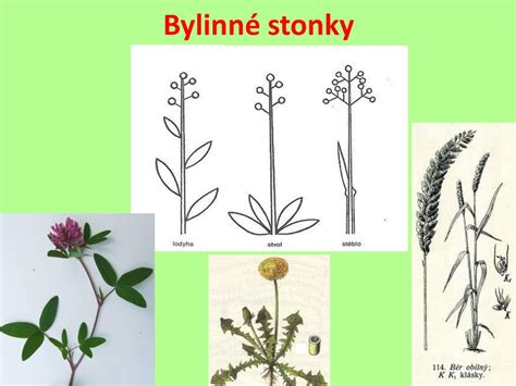 Grafika: Typy odrezkov (bylinné, polodrevité, drevité)