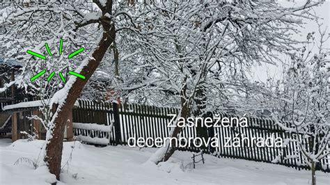 Zasnežená záhrada s ihličnanmi