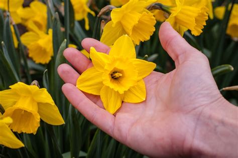 Záhon s rozkvitnutými žltými a bielymi narcismi