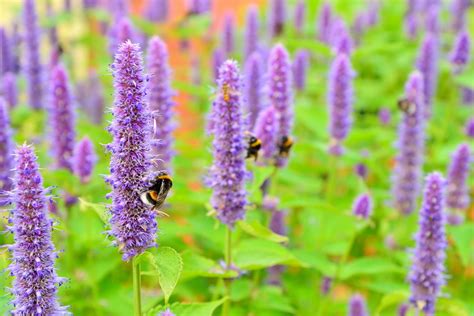 Rastlina Agastache v záhrade