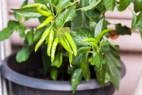 Zalievanie chilli papričiek v kvetináčoch