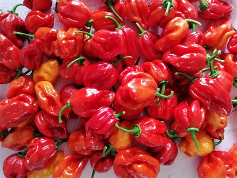 Čerstvé a sušené chilli papričky pripravené na spracovanie
