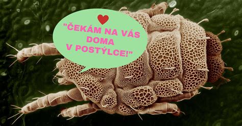 Roztoče na listoch cyklámenu