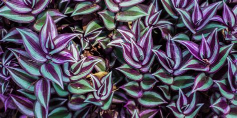 pôvod a prirodzené prostredie rastliny Tradescantia v Amerike