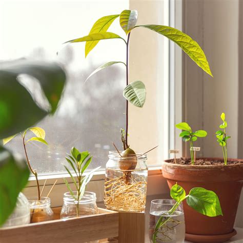 pestovanie manga z kôstky