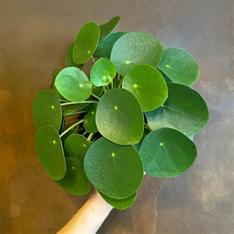 Pilea peperomioides s typickými okrúhlymi listami