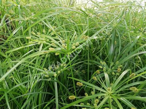 Šachor (Cyperus alternifolius 'Zumula')