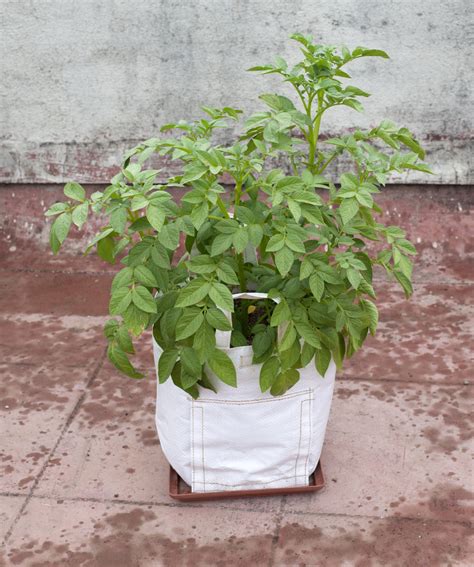 Ilustrácia rastlín rastúcich vo vreciach