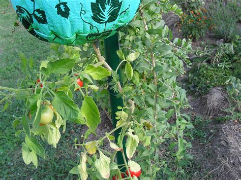 Paradajka rastúca v závesnom vaku dolu hlavou