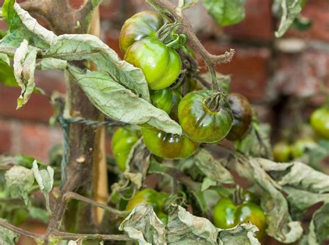 Ilustrácia napadnutých listov paradajok plesňou