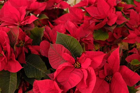 Poinsettia s rôznofarebnými listencami