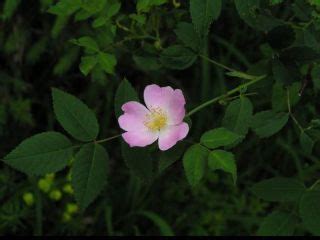 Detail kvetu ruže šípovej