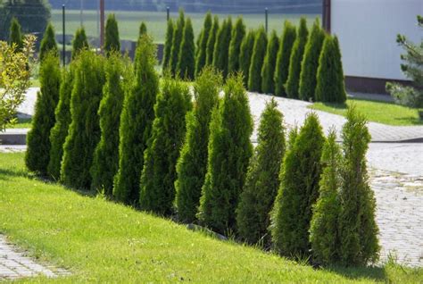 Príznaky napadnutia škodcami na tuje
