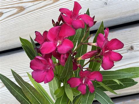 Kalendár starostlivosti o oleander