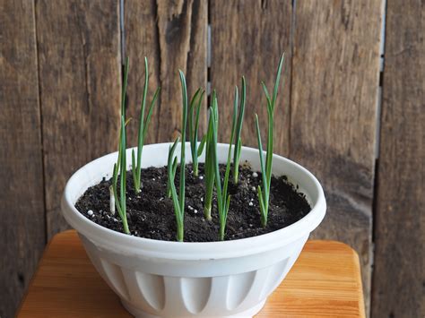 Pestovanie mladej cibuľky v kvetináči