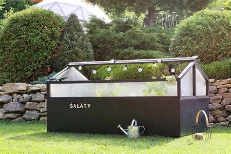 Záhon s mladou cibuľkou