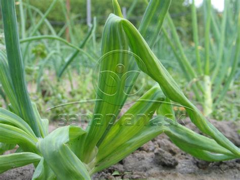 Poškodená cibuľa od škodcov