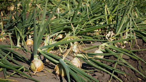 Sušenie cibule po zbere