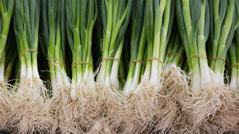 Jarná cibuľka v kuchyni