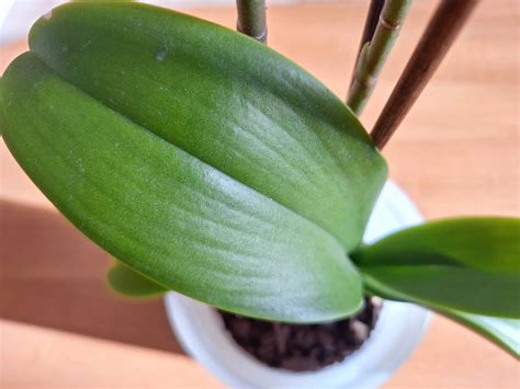 poškodené listy orchidey v dôsledku nadmerného slnka