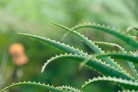 Tabuľka: Možné vedľajšie účinky Aloe Vera