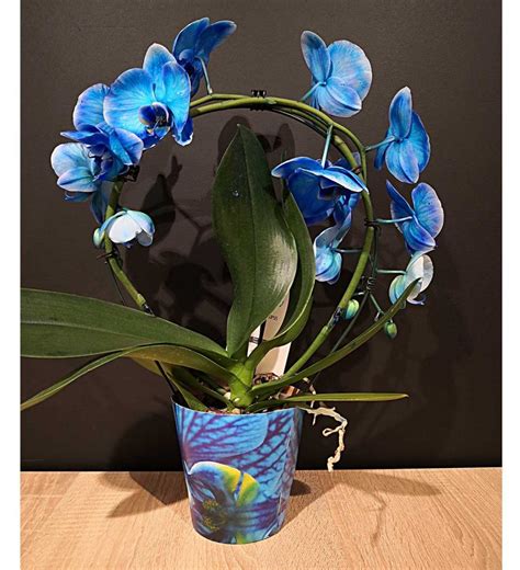 umelo zafarbená modrá orchidea
