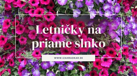 Rôzne druhy fialových letničiek