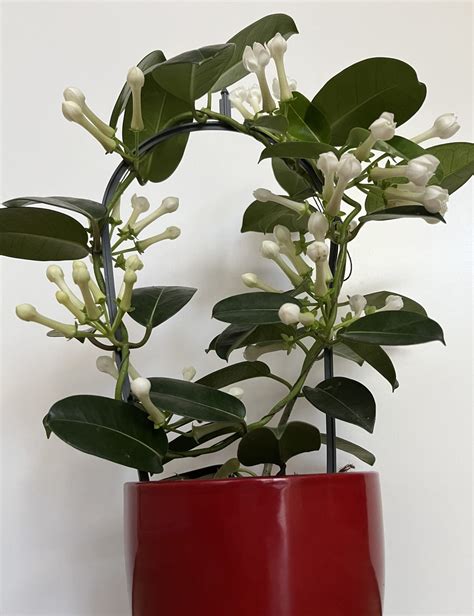 Madagaskarský jazmín (Vencovec kvetnatý)