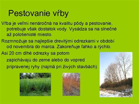 Pestovanie rýchlorastúcej vŕby
