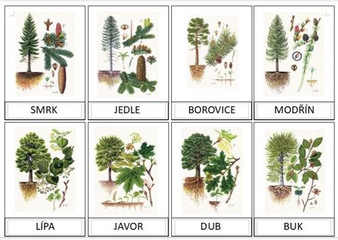 Ilustrácia rôznych typov pôdy pre ovocné stromy