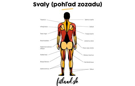 Anatómia raka riečneho s popiskami jednotlivých častí tela
