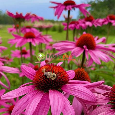 Echinacea purpurová v plnom kvete
