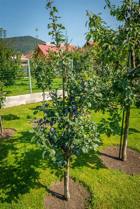 Stĺpovitá slivka v záhrade