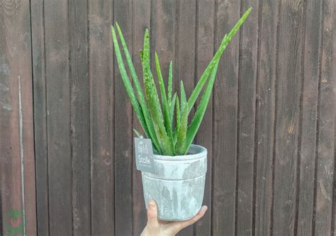 Štruktúra koreňového systému Aloe Vera a vhodný kvetináč