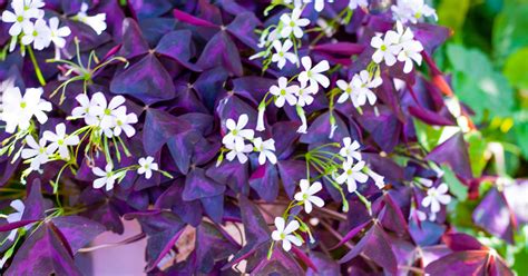 Druhy rastlín rodu Oxalis