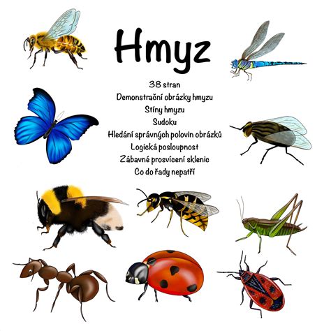 Grafika: Príklady užitočného hmyzu v bio záhrade
