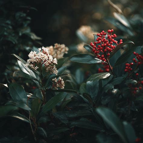 Porovnanie samčích a samičích šišiek borovice