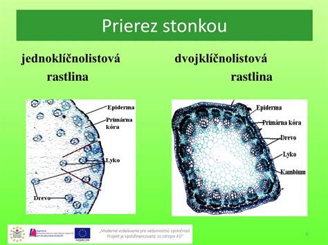 Porovnanie štruktúry jednoklíčnolistovej a dvojklíčnolistovej rastliny