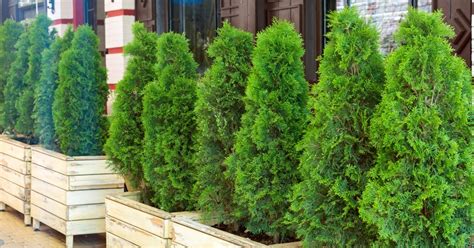 Tuje v kvetináčoch na terase