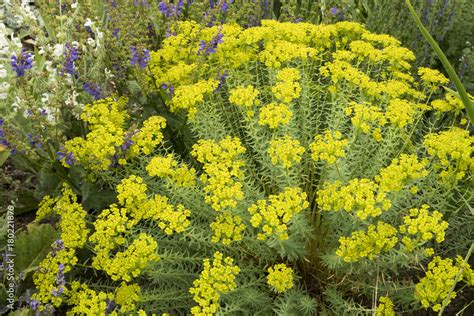 rastlina Euphorbia seguieriana subsp. niciciana v skalke