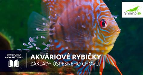 kŕmenie akváriových rýb